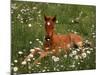 Arabian Pony, Oregon, USA-Janis Miglavs-Mounted Photographic Print