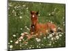 Arabian Pony, Oregon, USA-Janis Miglavs-Mounted Photographic Print
