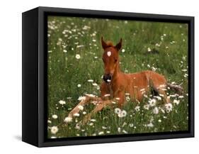 Arabian Pony, Oregon, USA-Janis Miglavs-Framed Stretched Canvas