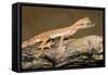 Arabian Short-Fingered Gecko-null-Framed Stretched Canvas