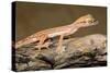 Arabian Short-Fingered Gecko-null-Stretched Canvas