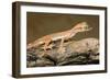 Arabian Short-Fingered Gecko-null-Framed Photographic Print