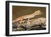 Arabian Short-Fingered Gecko-null-Framed Photographic Print