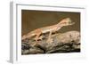 Arabian Short-Fingered Gecko-null-Framed Photographic Print