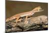 Arabian Short-Fingered Gecko-null-Mounted Photographic Print