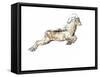 Arabian Tahr, 2009-Mark Adlington-Framed Stretched Canvas