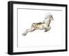 Arabian Tahr, 2009-Mark Adlington-Framed Giclee Print