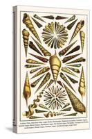 Arabian Tibia, Shin-Bone Tibia, Auger Shells, Marlinspike, Duplicate Turritella, etc.-Albertus Seba-Stretched Canvas