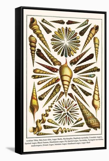 Arabian Tibia, Shin-Bone Tibia, Auger Shells, Marlinspike, Duplicate Turritella, etc.-Albertus Seba-Framed Stretched Canvas