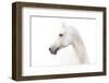Arabian White Horse-mari_art-Framed Photographic Print