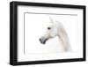 Arabian White Horse-mari_art-Framed Photographic Print