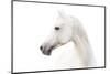 Arabian White Horse-mari_art-Mounted Photographic Print