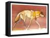 Arabian Wolf, 2010-Mark Adlington-Framed Stretched Canvas