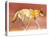 Arabian Wolf, 2010-Mark Adlington-Stretched Canvas