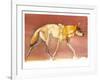 Arabian Wolf, 2010-Mark Adlington-Framed Giclee Print