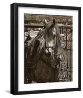 Arabian Working Cow Horse-Barry Hart-Framed Giclee Print