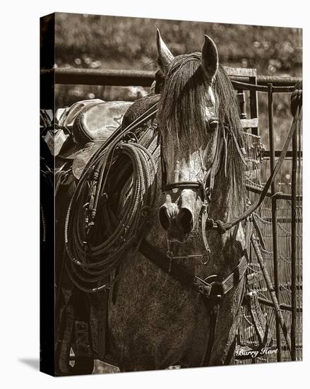 Arabian Working Cow Horse-Barry Hart-Stretched Canvas