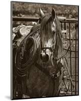 Arabian Working Cow Horse-Barry Hart-Mounted Art Print