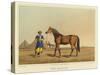 Arabian-Henry Thomas Alken-Stretched Canvas