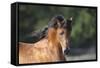 Arabians 001-Bob Langrish-Framed Stretched Canvas