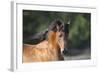 Arabians 001-Bob Langrish-Framed Photographic Print