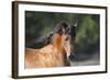 Arabians 001-Bob Langrish-Framed Photographic Print