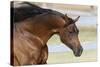 Arabians 006-Bob Langrish-Stretched Canvas