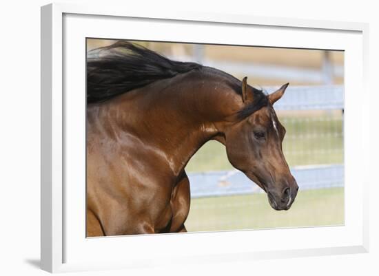 Arabians 006-Bob Langrish-Framed Photographic Print