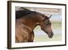 Arabians 006-Bob Langrish-Framed Photographic Print