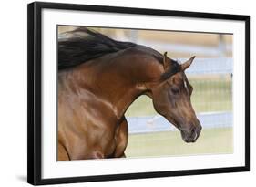 Arabians 006-Bob Langrish-Framed Photographic Print