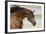 Arabians 006-Bob Langrish-Framed Photographic Print