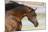 Arabians 006-Bob Langrish-Mounted Photographic Print