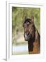 Arabians 007-Bob Langrish-Framed Photographic Print