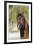 Arabians 007-Bob Langrish-Framed Photographic Print