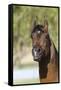 Arabians 007-Bob Langrish-Framed Stretched Canvas