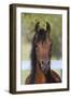 Arabians 013-Bob Langrish-Framed Photographic Print