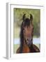 Arabians 013-Bob Langrish-Framed Photographic Print