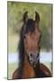 Arabians 013-Bob Langrish-Mounted Photographic Print