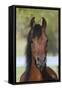 Arabians 013-Bob Langrish-Framed Stretched Canvas