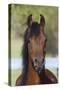 Arabians 013-Bob Langrish-Stretched Canvas