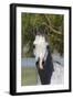 Arabians 015-Bob Langrish-Framed Photographic Print