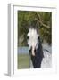 Arabians 015-Bob Langrish-Framed Photographic Print