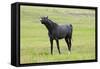 Arabic Horse Stallion Curling Lips-null-Framed Stretched Canvas