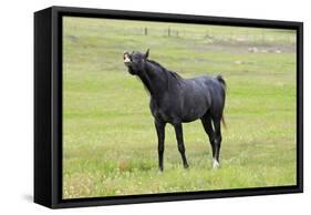 Arabic Horse Stallion Curling Lips-null-Framed Stretched Canvas