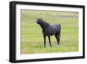 Arabic Horse Stallion Curling Lips-null-Framed Premium Photographic Print