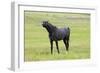 Arabic Horse Stallion Curling Lips-null-Framed Premium Photographic Print