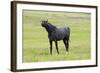 Arabic Horse Stallion Curling Lips-null-Framed Photographic Print