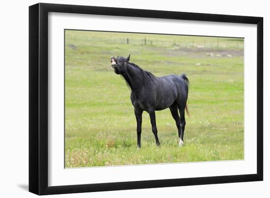 Arabic Horse Stallion Curling Lips-null-Framed Photographic Print