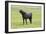 Arabic Horse Stallion Curling Lips-null-Framed Photographic Print