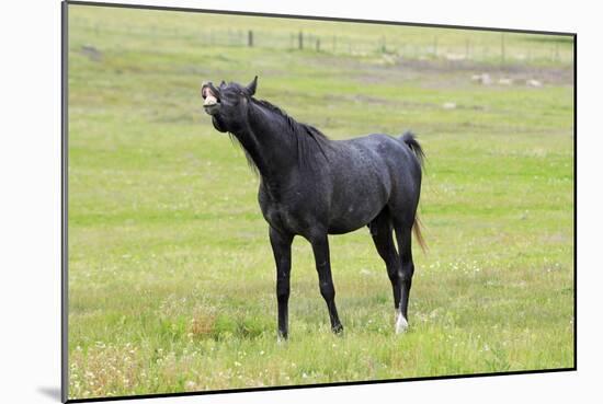 Arabic Horse Stallion Curling Lips-null-Mounted Photographic Print